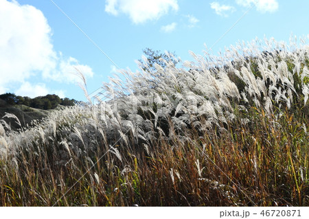 砥峰高原のススキ 砥峰高原のススキ 46720871