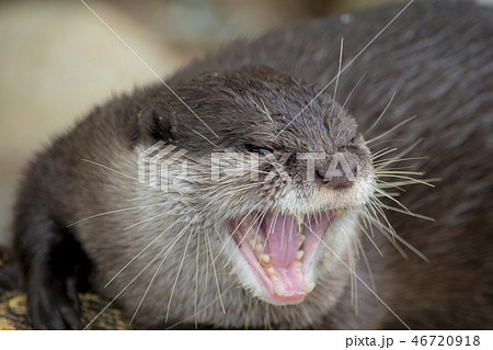 カワウソ 46720918