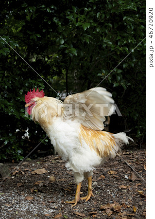 鶏の写真素材 [46720920] - PIXTA