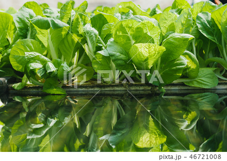 Green cos lettuce in hydroponics farm. 46721008