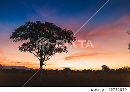 Silhouette tree and meadow in Sunrise. 46721039