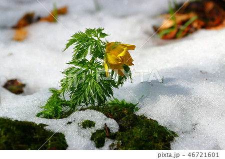 風景 観光 済州島 46721601