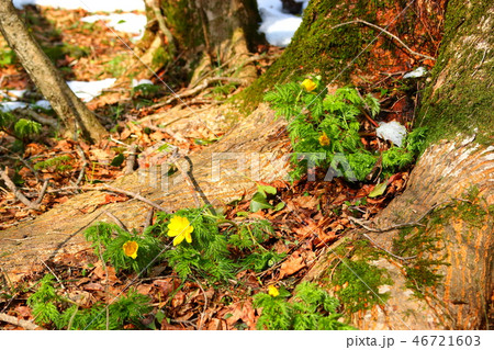 風景 観光 済州島 46721603