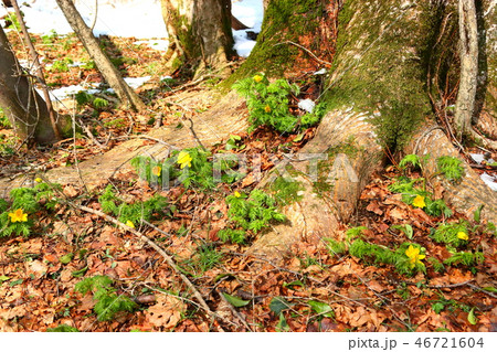 風景 観光 済州島 46721604