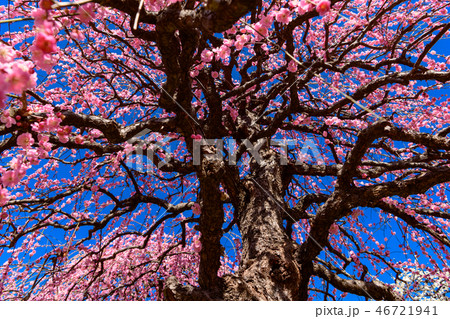 名古屋市農業センターの枝垂れ梅 名古屋市農業センターの枝垂れ梅 46721941