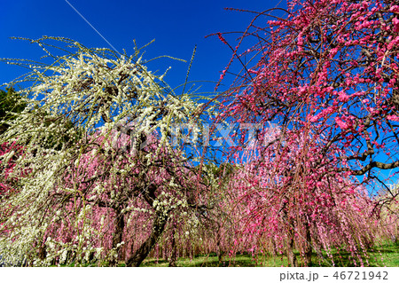 名古屋市農業センターの枝垂れ梅 46721942