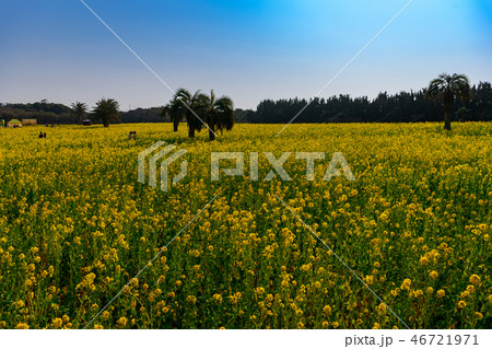 伊良湖岬の菜の花 伊良湖岬の菜の花 46721971