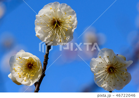 佐布里池の梅 佐布里池の梅 46722046