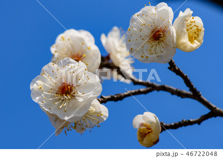 佐布里池の梅 46722048