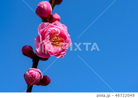 佐布里池の梅 46722049