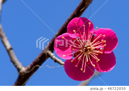 佐布里池の梅 46722050