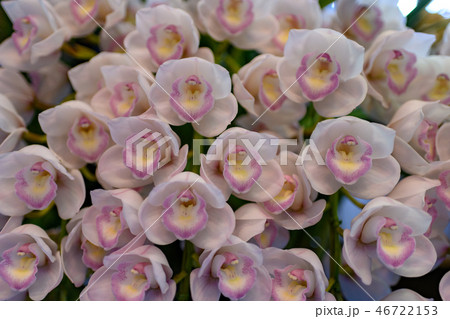 東海フラワーショーの洋蘭 46722153