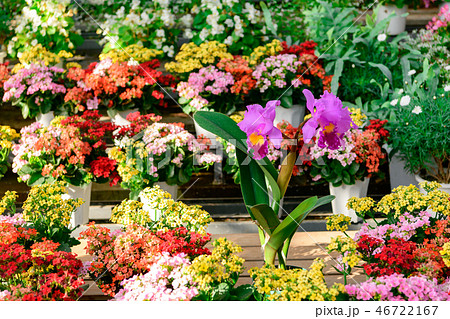 カトレア カトレア 46722167