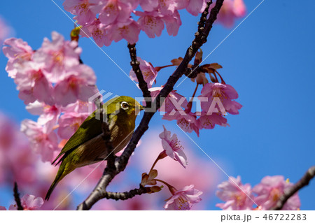 河津桜とメジロ 46722283