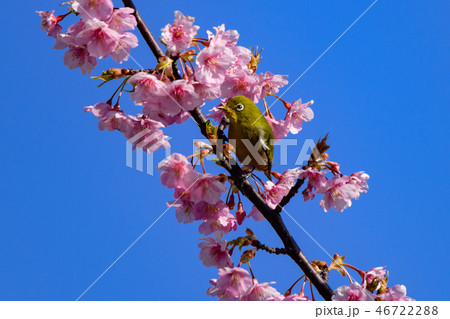 河津桜とメジロ 河津桜とメジロ 46722288