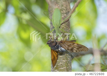 オオカマキリ 46722600