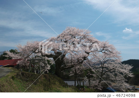 長野県下伊那郡阿南町 愛宕様の小彼岸桜 長野県下伊那郡阿南町 愛宕様の小彼岸桜 46724098