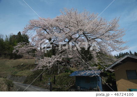 長野県下伊那郡阿南町 愛宕様の小彼岸桜 長野県下伊那郡阿南町 愛宕様の小彼岸桜 46724100