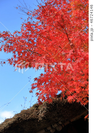 山里の紅葉　山梨県日川沿い 46724146