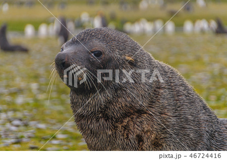Fur Seals on Salisbury Plains, South Georgia 46724416