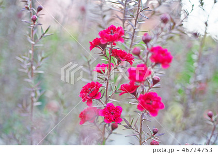 赤のギョリュウバイの花 46724753