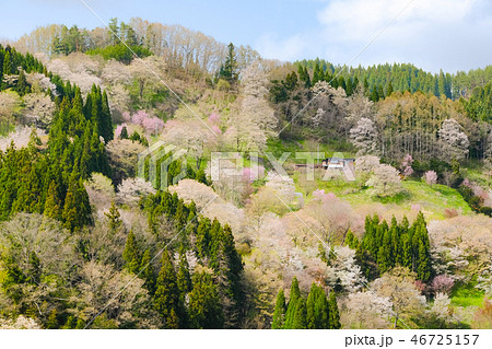 春の信州・小川村 春の信州・小川村 46725157