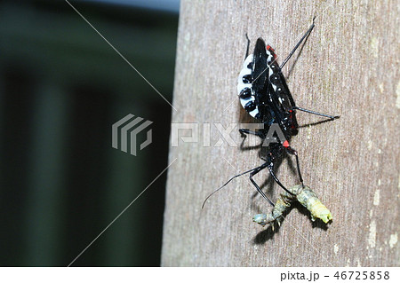 ヨコヅナサシガメ毛虫を捕食 46725858