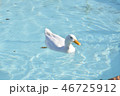 キレイな水面を泳ぐアヒル一羽 46725912