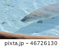 水中を泳ぐカピバラ 46726130