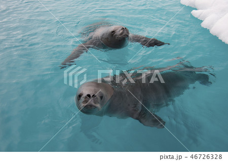 Crabeater seal swiming in the water , Antarctica Crabeater seal swiming in the water , Antarctica 46726328