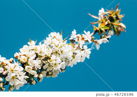 Apricot flowers in a branch against the sky 46726396