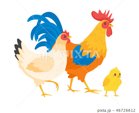 Chicken Family Hen Rooster のイラスト素材
