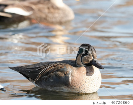 トモエガモ トモエガモ 46726860