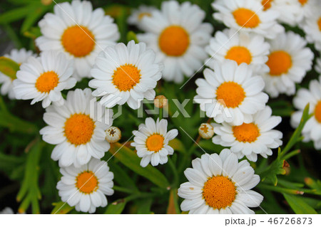 満開のマーガレットの花 満開のマーガレットの花 46726873