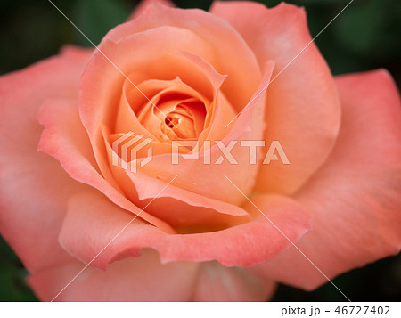 ピンクのバラ 46727402