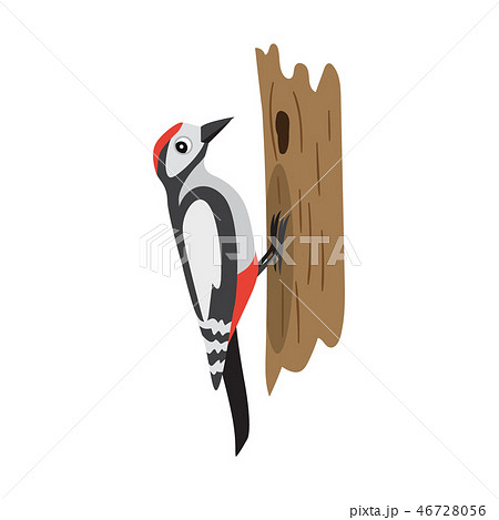 Colorful forest bird, woodpecker sitting on tree, isolated Colorful forest bird, woodpecker sitting on tree, isolated 46728056