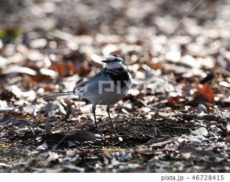 ハクセキレイ 46728415