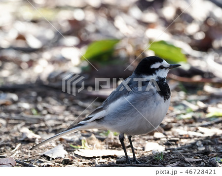 ハクセキレイ 46728421