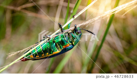 Jewel beetle in field macro shot 46728633