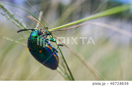 Jewel beetle in field macro shot Jewel beetle in field macro shot 46728636
