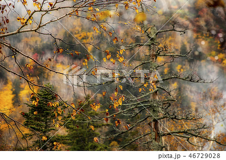 葉 リーフ 葉っぱ 46729028