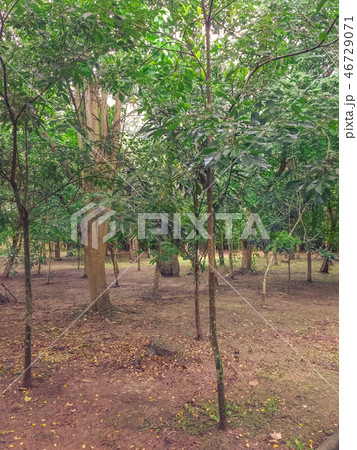 Forest with small trees in cloudy day Forest with small trees in cloudy day 46729071