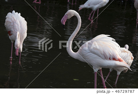 鳥 動物 動物学 46729787