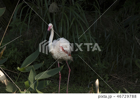 鳥 動物 動物学 46729788