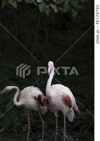鳥 動物 動物学 46729792
