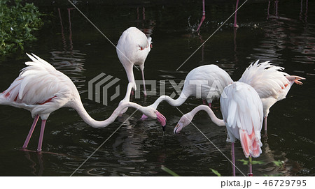 鳥 動物 動物学 46729795