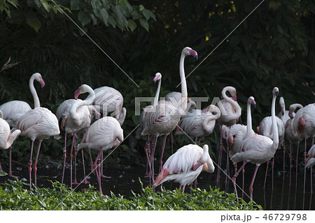 鳥 動物 動物学 46729798