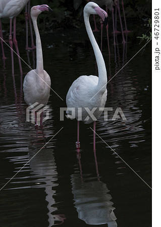 鳥 動物 動物学 46729801