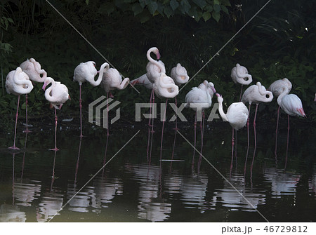 鳥 動物 動物学 46729812