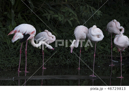 鳥 動物 動物学 46729813